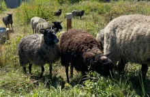 Gdańsk wynajął 15 owiec za 150 tys. zł. Należą do wspólnika miejskiego urzędnika