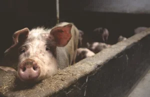 Katastrofa na niemieckiej fermie. Znaleziono setki zdechłych świń