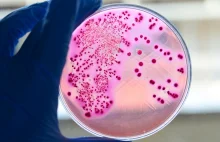Nowo odkryta cząsteczka zwalcza ponad 300 rodzajów lekoopornych bakterii