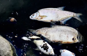 Martwe ryby już w marcu, utajnione śledztwo i tajemnicza kontrola.