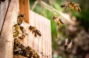 Pestycydy uszkadzają mózg pszczoły miodnej, uniemożliwiając jej nawigację.