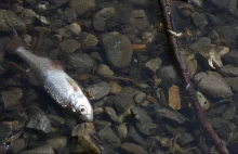 Śnięte ryby w rzece Ner. Wiemy, co wykazały analizy