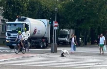 Bulterier zagryzł yorka w Gdańsku. Policja poszukuje właściciela