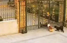 pies nie zdążył wyhamować przed bramą