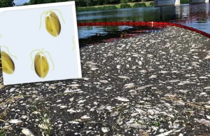 Niemcy: złota alga to "najbardziej prawdopodobna przyczyna katastrofy"
