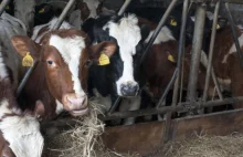 UOKiK ukarał spółkę „Farma Mleka” - zachęcała do inwestycji w setki krów,...