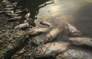 Złote algi zabiły ryby w Odrze.