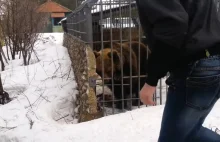 Pijany Rosjanin podchodzi do klatki z niedźwiedziem, żeby go pogłaskać