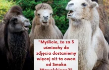 Krakowskie ZOO ocenzurowało konkurs na mema. Owca to "treści polityczne"