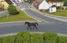 Kuń uciekł z zagrody i zwiedzał Szczecinek.