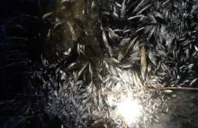 Uwaga! Śnięte ryby w Jeziorze Niepruszewskim - WIELKOPOLSKA