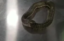 Jak uniemożliwić wężowi samo zjedzenie