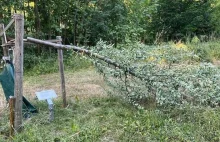 Zniszczono drzewa upamiętniające więźniów obozów koncentracyjnych