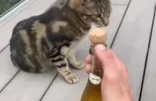 Otwórz butelkę wina musującego obok kota