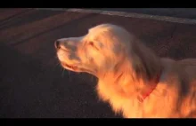 Zabawny moment pies imituje syrenę alarmową, wyjąc