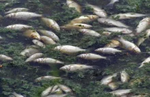 INOWROCŁAW - Setki martwych ryb na Kozłówce. Co tam się stało?