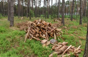 Lubelskie. Mieszkańcy dostają darmowe drewno od "cara Aleksandra II"....