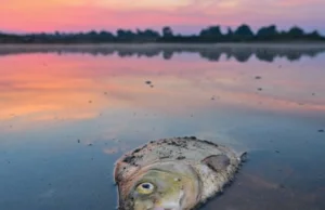 Niemcy: W Odrze mogła zginąć nawet połowa ryb