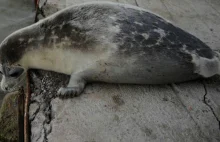 Foki gryzą ludzi na plażach. „Pożarłaby mnie całego”