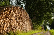 Azja wykupuje europejskie drewno. Niemieckim firmom brakuje surowca