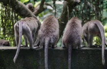 Małpy z Bali używają kamieni jako „zabawek erotycznych”
