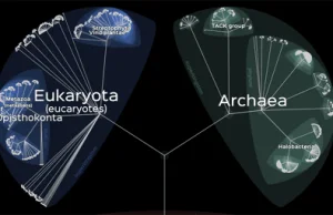 Lifemap - interaktywna mapa "życia".