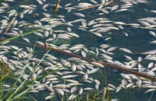 Tysiące śniętych ryb w Kozłówce. Pobrano próbki