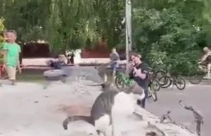 Ukraiński kot robi to... podczas pokazów