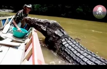 Crocodile is Asking for Food from This Man