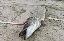 Martwe ryby w kilkudziesięciu wielkopolskich jeziorach, rzekach i stawach