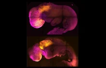 Wyhodowano całkowicie syntetyczne zarodki myszy,bez komórek jajowych i plemników