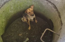Pijani sadyści spod Olsztyna wrzucili psa do studni.
