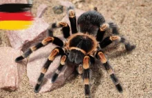 Niemcy: w kraju rozprzestrzenia się jadowity pająk Nosferatu