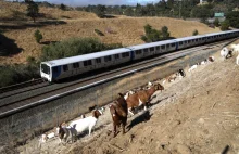 Kozy pracują dla kolei