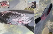 Rosja spowodowała rzeź delfinów na Morzu Czarnym
