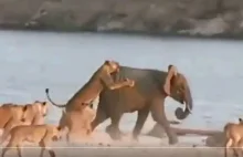 Słoń vs 14 lwic