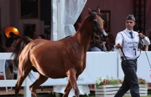 Konie kupił niewiarygodny nabywca. Zamieszanie po aukcji Pride of Poland