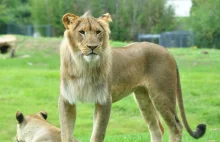 Makabra w zoo. Mężczyzna chciał ukraść młode lwiątka, znaleziono jego ciało