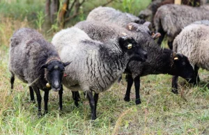 Gdańsk zerwał umowę ws. wypasu owiec. Zwierzęta muszą zostać zabrane