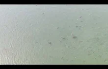 Zapora na Jeziorze Solińskim , żerujące ryby ( długie )