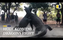 Walka dwóch waranów z Komodo