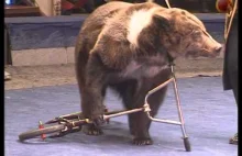 Wytrenowane rosyjskie niedźwiedzie w cyrku.