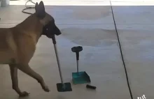 Pies sprząta kupę po sobie