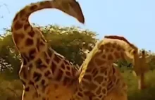 Walka dwóch żyraf
