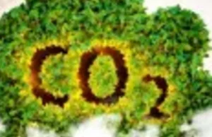 Jedno drzewo pochłania rocznie 6-7 kg CO2 - jeden hektar lasu 43 tony CO2