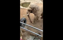 But dziecka wpadł do wybiegu dla słoni. Słoń podszedł do buta i oddal go...