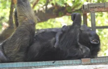 Z charkowskiego zoo uciekł szympans.