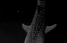 Rekin wielorybi płynie niczym przez kosmos