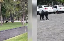 Po ulicach Charkowa biegała małpa. Zwierzę uciekło z zoo