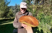 Grzyb-gigant w Karpatach. Borowik ważył aż 3 kg